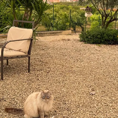 Landolina * Νότο